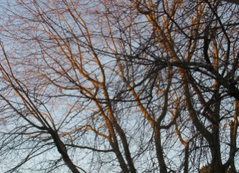 gaarden tree, Jan. 16, 2012