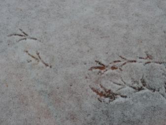 bird tracks in the first snow of Winter, Feb. 05, 2012 