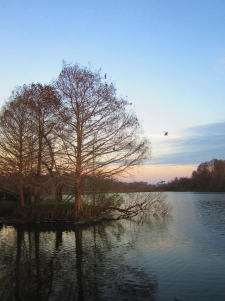 "the" cormorant tree, sunset, Lake Alice, Gainesville, Florida, Jan. 19, 2013